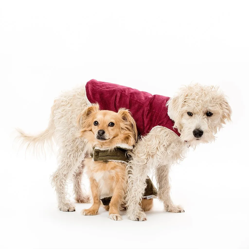 Pet Modern Classic Coat