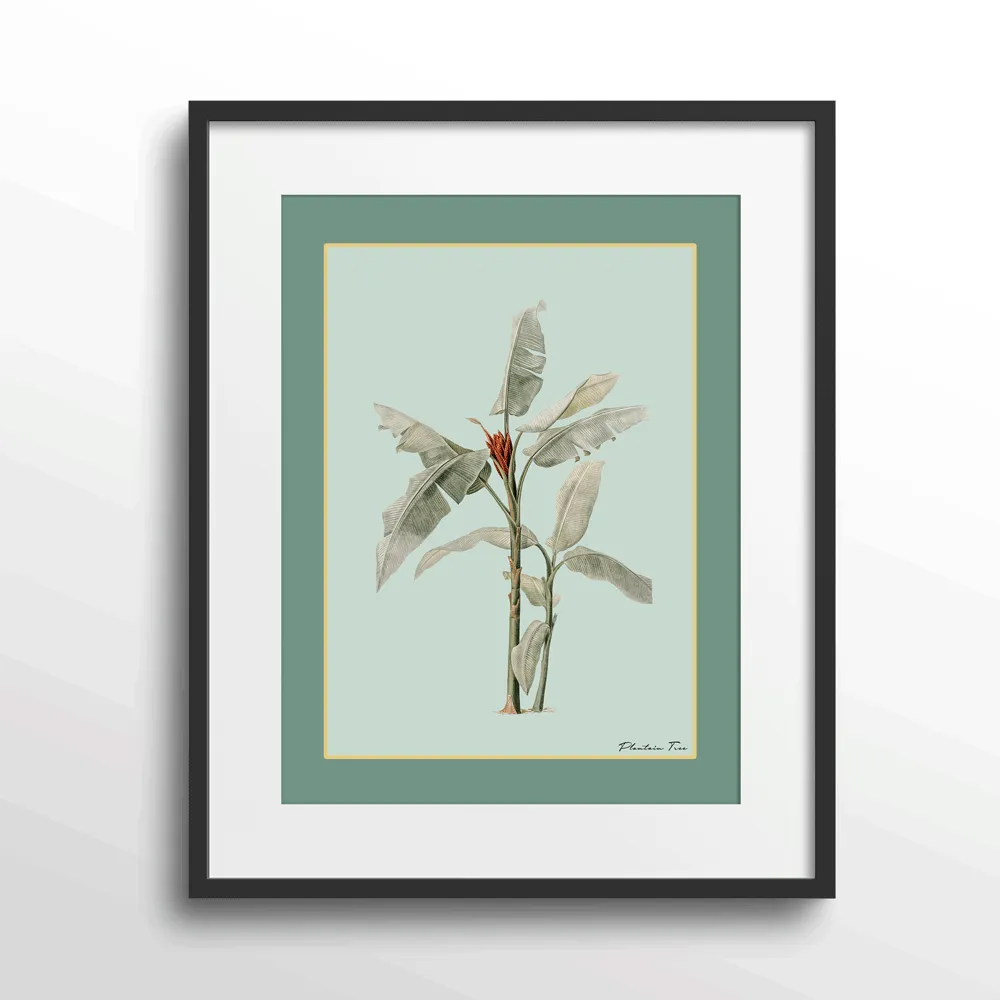 Plantain Tree III - Sage