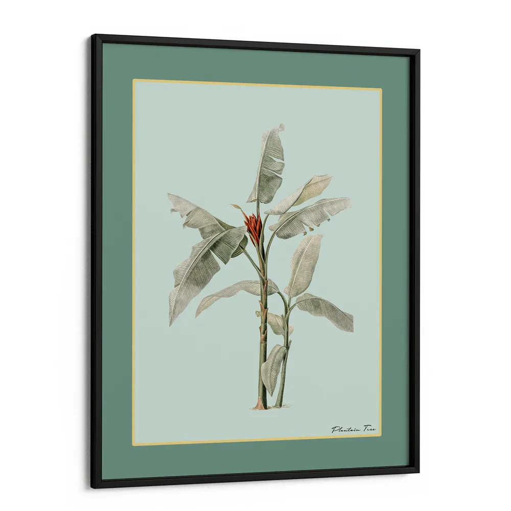 Plantain Tree III - Sage