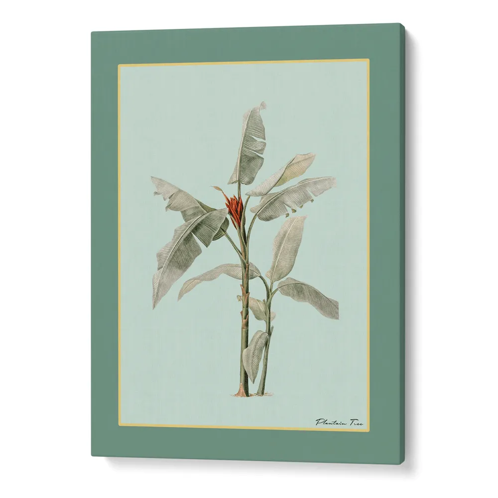 Plantain Tree III - Sage
