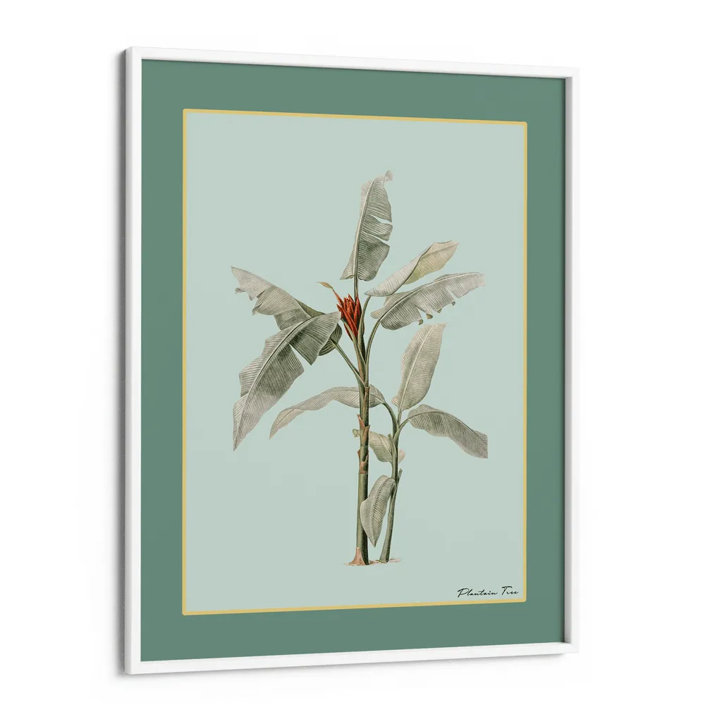 Plantain Tree III - Sage