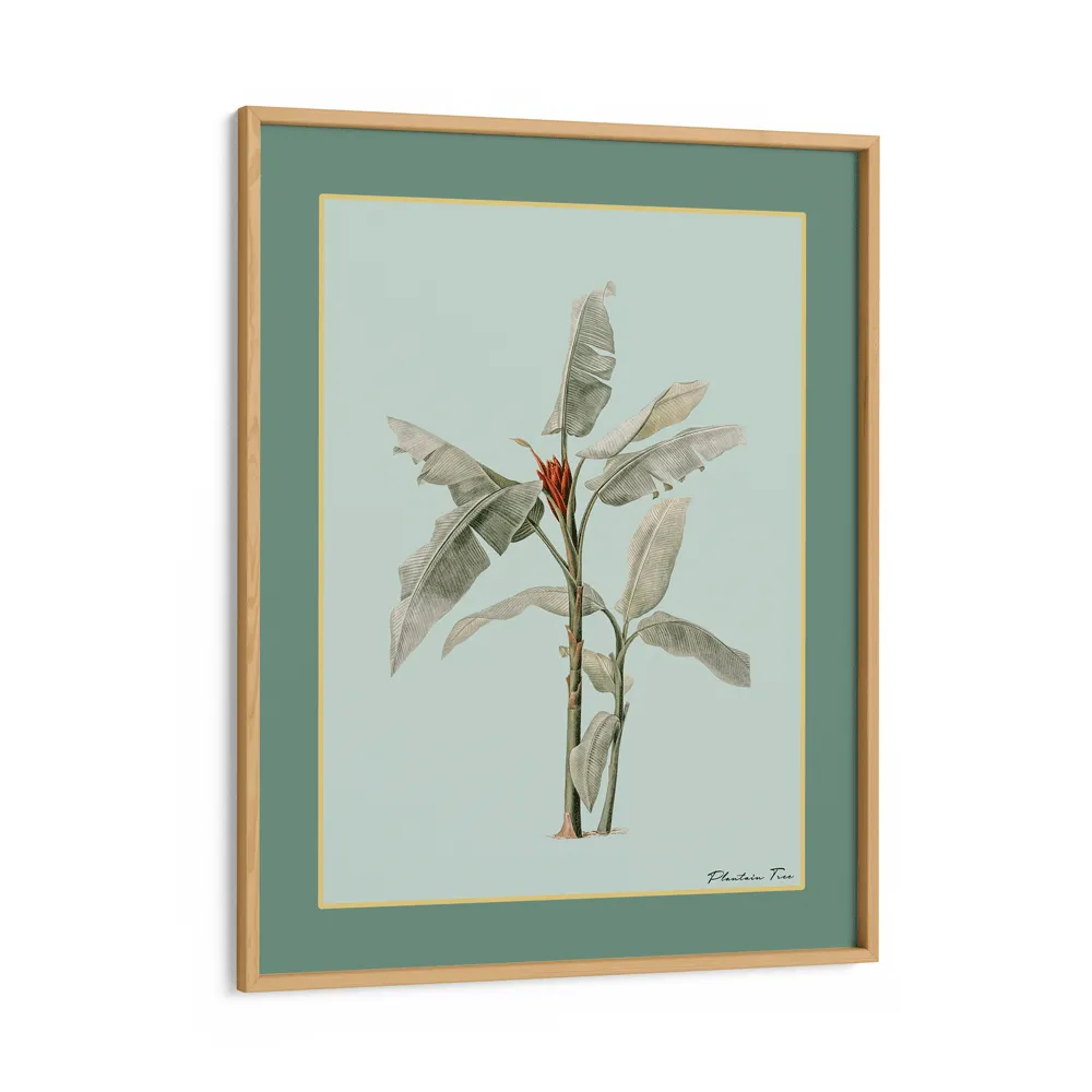 Plantain Tree III - Sage
