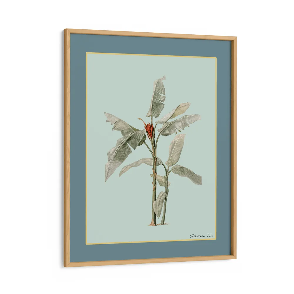 Plantain Tree III - Teal